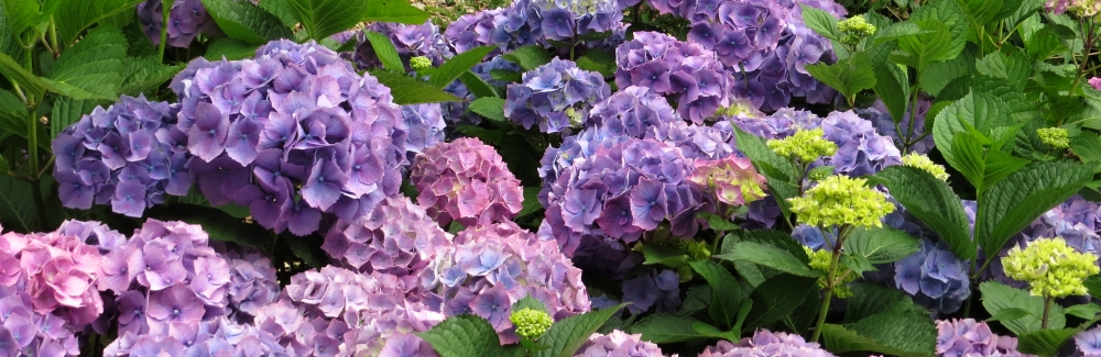 Hydrangea banner 02